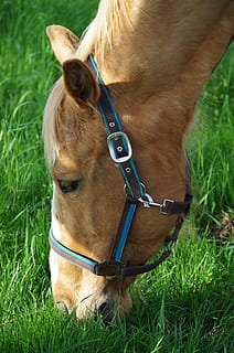 Pferd, isst, Gras, inländisch, Haustiere, Säugetier, Tier, Tierthemen, ein Tier, Feld, Pflanze, Land, braun, Wirbeltier, Natur, Halsband, keine Leute, Zaum, Hund, Eckzahn, Hundehalsband, Tierkopf, Profilansicht, pflanzenfressend, Tierauge, 4K, CC0, gemeinfrei, lizenzfrei
