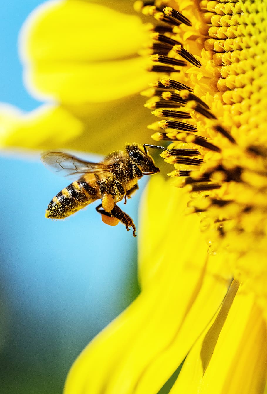 abella groga, abella, insecte, mel d'abella, animal, invertebrat, àcids, planta, pol·len, Vespa, Hornet, andrena, hotel Palm Royale, cairns, Austràlia, margarida, gira-sol, flor, Abellot, insecte volador, planta amb flors, groc, fragilitat, pètal, temes d'animals, cap de flor, un animal, frescor, bellesa a la natura, vulnerabilitat, animals a la natura, fauna animal, primer pla, creixement, polinització, cap gent, a l'aire lliure, 4K