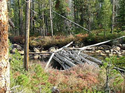 dæmning, blokering, strøm, strømfald, Skov, flod, klipper, træer, flyder, træ, plante, jord, natur, ingen mennesker, dag, ikke-urbane scene, vækst, ro, træ - materiale, træstamme, log, skovrydning, bagagerum, tømmer, rolig scene, scenics - natur, udendørs, 1080P, CC0, offentligt domæne, royaltyfrie