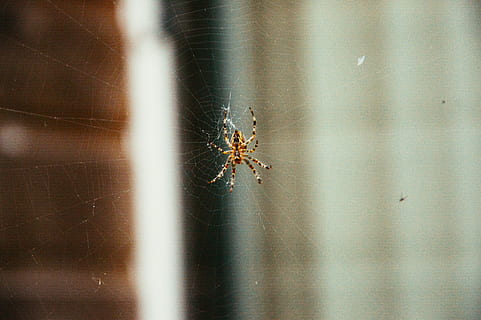 edderkopp, web, insekter, virvelløse, insekt, dyr i naturen, dyre temaer, dyreliv, arachnid, ett dyr, spindelvev, dyr, leddyr, nærbilde, ingen folk, skjørhet, dag, selektiv fokusering, zoologi, fokusere på forgrunnen, natur, dyr bein, utendørs, 5K, CC0, offentlig domene, opphavsrett gratis