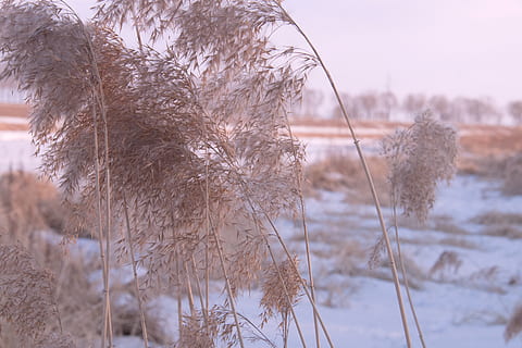 sne, vinter, plante, kold temperatur, natur, fokus på forgrunden, ro, vækst, ingen mennesker, jord, dag, skønhed i naturen, Mark, himmel, tør, tæt på, cattail, udendørs, træ, 5K, CC0, offentligt domæne, royaltyfrie