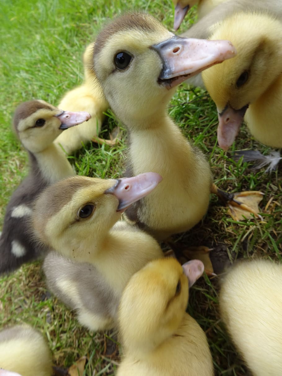 Ente, Entlein, Vogel, Frühling, Ostern, Gruppe von Tieren, Tierthemen, Tier, Jungtier, junger Vogel, Wirbeltier, keine Leute, Tierwelt, Natur, Haustiere, Tiere in freier Wildbahn, inländisch, Tag, Nahansicht, Gelb, Feld, Schnabel, draußen, Tierfamilie, Gänschen, 4K