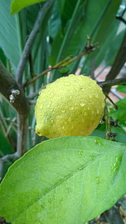 lemon, fruit, raindrop, green color, food, growth, plant, leaf, plant part, healthy eating, food and drink, close-up, freshness, no people, focus on foreground, tree, wellbeing, nature, citrus fruit, day, yellow, outdoors, ripe, 2K, CC0, public domain, royalty free