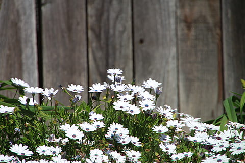 flower, backyard, white, flowering plant, plant, white color, vulnerability, freshness, beauty in nature, fragility, day, growth, no people, petal, close-up, nature, barrier, fence, wood - material, boundary, inflorescence, flower head, outdoors, 4K, CC0, public domain, royalty free