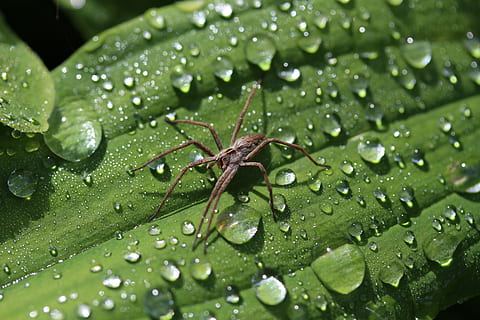 ragno, fra, goccia di pioggia, parte vegetale, foglia, colore verde, acqua, bagnato, far cadere, avvicinamento, natura, invertebrato, insetto, animale, nessuno, fauna selvatica, un animale, pianta, temi animali, bellezza nella natura, crescita, animali allo stato selvatico, pioggia, all'aperto, rugiada, purezza, le foglie, 5K, CC0, dominio pubblico, privo di copyright