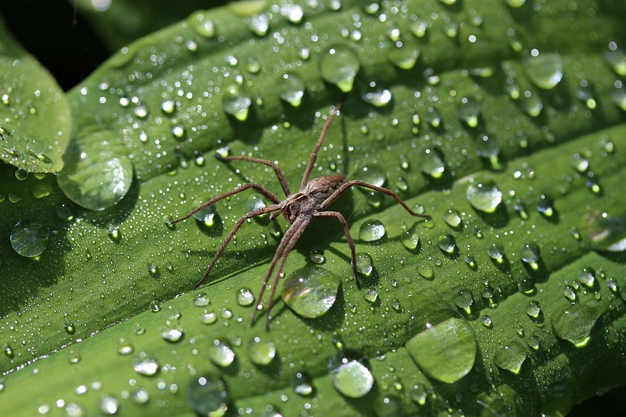 ragno, fra, goccia di pioggia, parte vegetale, foglia, colore verde, acqua, bagnato, far cadere, avvicinamento, natura, invertebrato, insetto, animale, nessuno, fauna selvatica, un animale, pianta, temi animali, bellezza nella natura, crescita, animali allo stato selvatico, pioggia, all'aperto, rugiada, purezza, le foglie, 5K