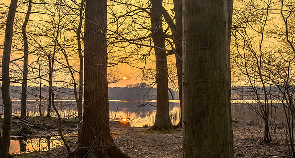 zachód słońca, zamek moritz, drzewo, pnia drzewa, bagażnik samochodowy, roślina, las, wylądować, Natura, piękno natury, spokój, scenics - natura, spokojna scena, żadnych ludzi, nagie drzewo, scena pozamiejska, wzrost, lesisty teren, kolor pomarańczowy, światło słoneczne, Oddział, na dworze, 5K, CC0, domena publiczna, darmowe zdjęcia
