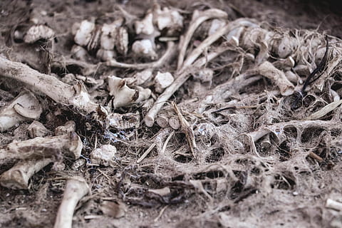 beenderen, skelet, dood, selectieve aandacht, detailopname, geen mensen, droog, dag, natuur, deel van de plant, land-, fabriek, getextureerde, hout - materiaal, achtergronden, vuil, veld-, volledig kader, rommelig, dier, blad, buitenshuis, bladeren, 5K, CC0, publiek domein, royaltyvrij
