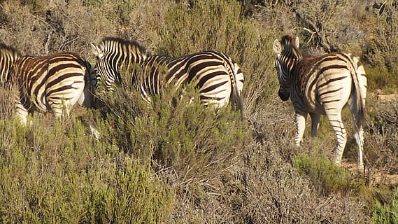 zebra, wild, gestreept, dierlijke thema's, zoogdier, dier, dierenleven, dieren in het wild, groep dieren, veld-, fabriek, gewerveld, geen mensen, natuur, land-, gras, safari, dag, huisdieren, dierlijke markeringen, buitenshuis, plantenetend, kudde-, 4K, CC0, publiek domein, royaltyvrij