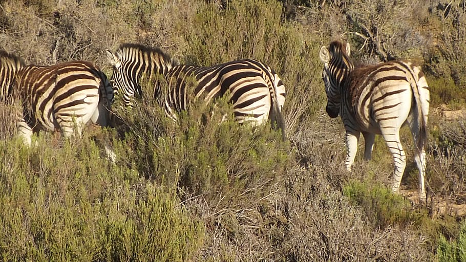 Zebra, wild, gestreift, Tierthemen, Säugetier, Tier, Tierwelt, Tiere in freier Wildbahn, Gruppe von Tieren, Feld, Pflanze, Wirbeltier, keine Leute, Natur, Land, Gras, Safari, Tag, Haustiere, Tiermarkierungen, draußen, pflanzenfressend, Herde, 4K