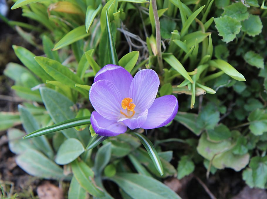krokus, blomstring, blomst, blomstrende plante, friskhed, plante, skønhed i naturen, kronblad, skrøbelighed, sårbarhed, vækst, blomsterstand, blomsterhoved, plante del, tæt på, blad, grøn farve, natur, dag, ingen mennesker, lilla, pollen, 4K