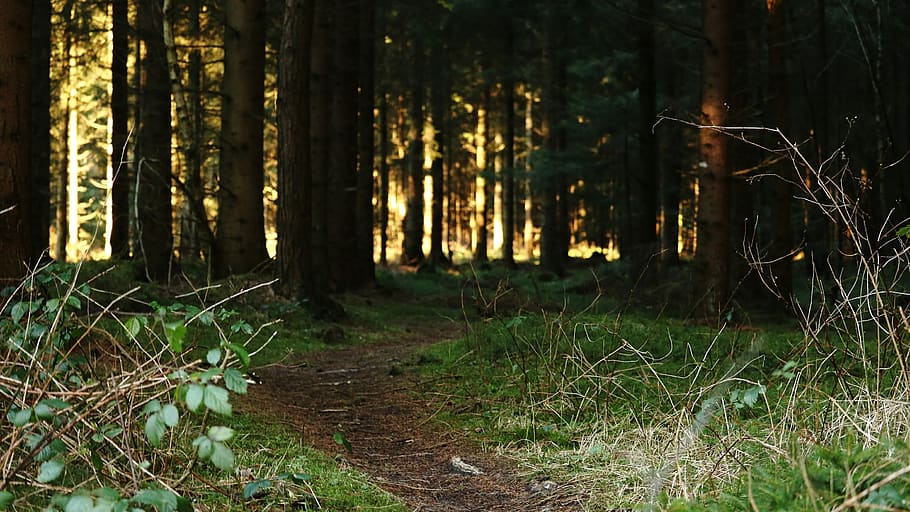 skov sti, Skov, mærkelig, lysning, rovdyr, grøn, humør, væk, eventyr skov, sti, træer, idyl, solstråle, trækantede avenue, gå, lyssky, jord, plante, træ, bagagerum, vækst, træstamme, natur, ro, ingen mennesker, ikke-urbane scene, skønhed i naturen, dag, udendørs, Mark, fjern, græs, rolig scene, fokus på forgrunden, 2K