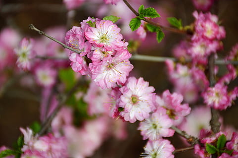 de kers bloeit, de lente, bloem, bloeiende plant, fabriek, versheid, roze kleur, schoonheid in de natuur, breekbaarheid, kwetsbaarheid, detailopname, geen mensen, bloemblad, groei, natuur, bloemhoofd, bloesem, selectieve aandacht, dag, bloeiwijze, lente, focus op de voorgrond, buitenshuis, boeket, bloemstuk, Bos bloemen, kersenbloesem, kersenboom, lila, 4K, CC0, publiek domein, royaltyvrij