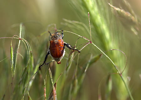 barata, vermelho, escalada, plantar, temas animais, animal, animais selvagens, animais em estado selvagem, invertebrado, um animal, fechar-se, inseto, cor verde, natureza, focar em primeiro plano, beleza na natureza, ninguém, foco seletivo, crescimento, dia, parte da planta, grama, folha, ao ar livre, borboleta - inseto, 4K, CC0, domínio público, royalty free