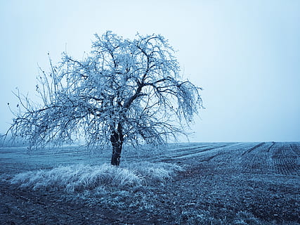 vinterlige, vinter, træ, skønhed i naturen, plante, sne, bare træ, Mark, ro, jord, himmel, landskab, kold temperatur, rolig scene, scenics - natur, skyfri himmel, miljø, natur, ikke-urbane scene, ingen mennesker, udendørs, isolerede, 4K, CC0, offentligt domæne, royaltyfrie