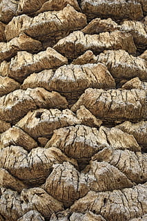 textura, arbre, tronc, marc complet, fons, cap gent, patró, primer pla, dia, abundància, naturalesa, aspre, marró, vista d’angle alt, natura morta, a l'aire lliure, gran grup d'objectes, rock, sòlid, rock - object, corda, repetició, 5K, CC0, domini públic, lliure de regalies
