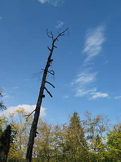 toter Baum, Kofferraum, Stumpf, Baum, Pflanze, Himmel, Flachwinkelansicht, Natur, keine Leute, wolke - himmel, Tag, Ruhe, Wachstum, Schönheit in der Natur, draußen, Ast, ruhige Szene, Blau, kahler Baum, Baumstamm, Szenen - Natur, Land, 720P, CC0, gemeinfrei, lizenzfrei