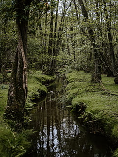 udendørs, natur, jord, vand, marsk, sump, mose, vegetation, plante, bæk, strøm, træ, Skov, lund, jungle, Dam, ødemark, hav, kyst, vækst, ro, skønhed i naturen, ingen mennesker, rolig scene, scenics - natur, grøn farve, dag, bagagerum, træstamme, ikke-urbane scene, flyder, flydende vand, regnskov, 5K, CC0, offentligt domæne, royaltyfrie