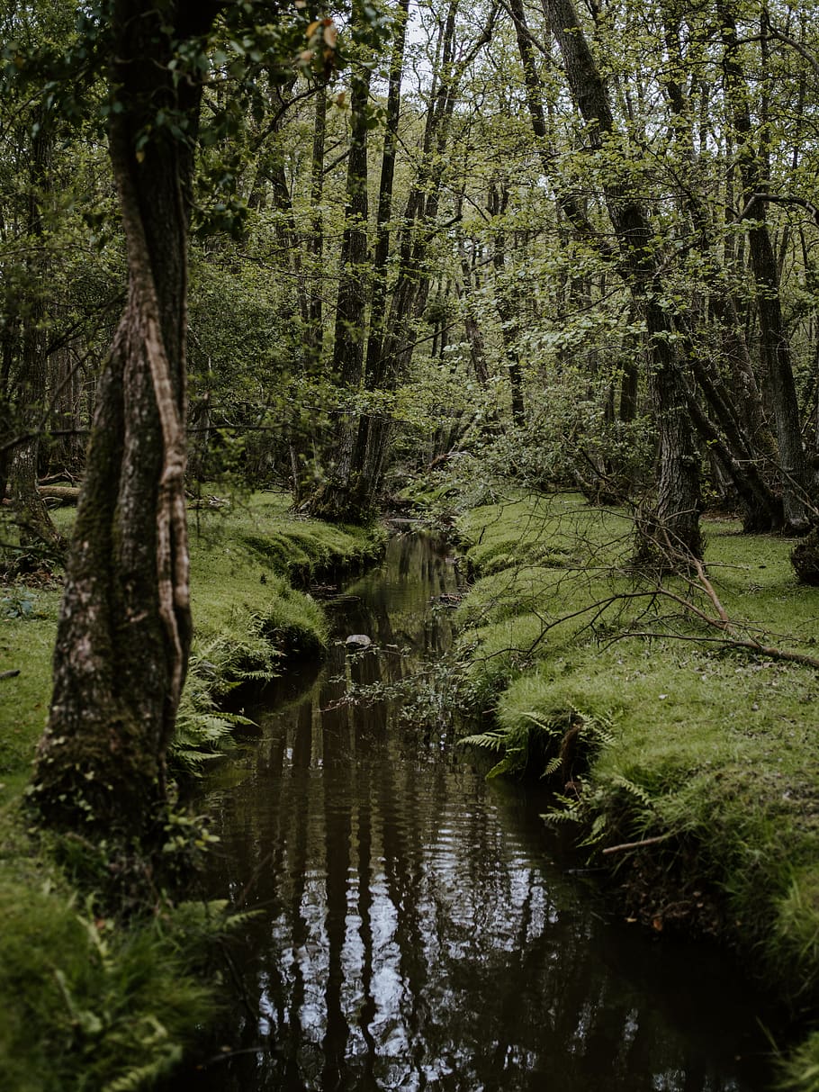 udendørs, natur, jord, vand, marsk, sump, mose, vegetation, plante, bæk, strøm, træ, Skov, lund, jungle, Dam, ødemark, hav, kyst, vækst, ro, skønhed i naturen, ingen mennesker, rolig scene, scenics - natur, grøn farve, dag, bagagerum, træstamme, ikke-urbane scene, flyder, flydende vand, regnskov, 5K