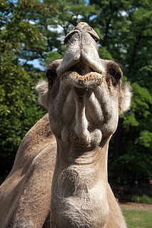 camel, head muzzle, animal, animal themes, mammal, one animal, animal wildlife, focus on foreground, vertebrate, animals in the wild, day, no people, close-up, animal body part, domestic animals, nature, tree, livestock, outdoors, animal head, herbivorous, 4K, CC0, public domain, royalty free