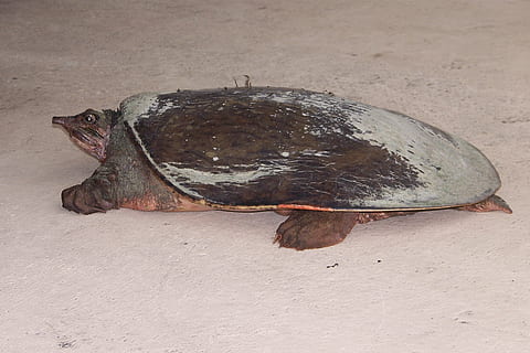 teknősbéka, természet, floridai teknősök, Soft Shell, florida softshell teknős, állat, állati témák, egy állat, állati vadvilág, gerinces, vadon élő állatok, nem ember, hüllő, föld, emlős, teljes hossz, teknős, nap, szabadban, homok, magas szög kilátás, fogságban tartott állatok, tengeri, 2K, CC0, közkincs, jogdíjmentes