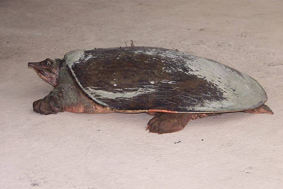 želva, Příroda, florida želvy, měkký krunýř, florida softshell želva, zvíře, zvířat, jednoho zvířete, obratlovců, zvířata ve volné přírodě, nikdo, plaz, přistát, savec, plná délka, den, venku, písek, vysoký úhel pohledu, zvířata v zajetí, námořní, 2K