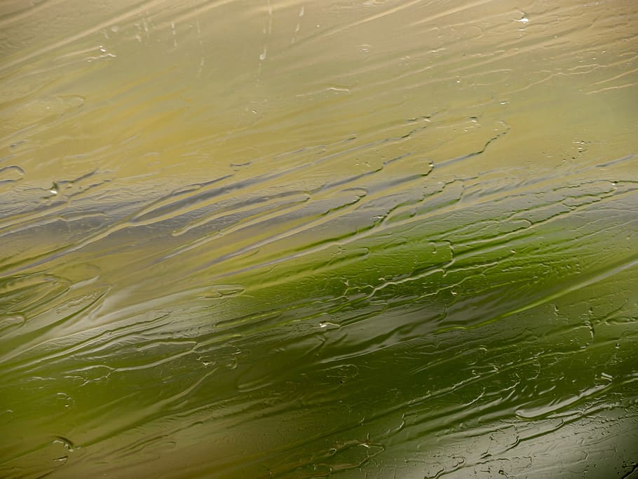 regn, vindue, disk, beaded, dryppe, vand, natur, ingen mennesker, grøn farve, dag, fuld ramme, dyr, dyreliv, dyre temaer, sø, udendørs, høj vinkel visning, baggrunde, tæt på, bevægelse, dyr i naturen, hvirveldyr, plante, skønhed i naturen, marine, ren, fiskeskole, 4K