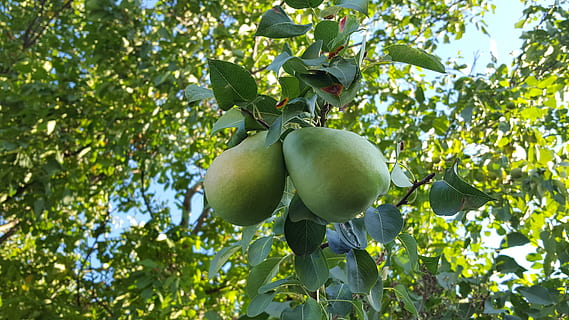 pear, fruit, tree, plant, healthy eating, food and drink, food, growth, leaf, plant part, freshness, green color, nature, wellbeing, fruit tree, apple tree, no people, ripe, agriculture, branch, day, outdoors, organic, 5K, CC0, public domain, royalty free