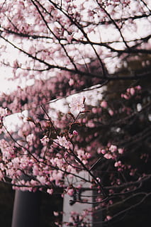 Sakura ağacı, bitki, çiçek, Kiraz çiçeği, iphone, doğa, türbe, pembe, duvar kağıdı, Japonya, hokkaido, taçyaprağı, şakayık, Flemenkçe, kenevir, Kiraz, Gıda, meyve, orkide, anter, çiçekli bitki, pembe renk, ağaç, kırılganlık, büyüme, tazelik, şube, Güvenlik açığı, bahar, doğada güzellik, gün, kapatmak, ön plana odaklanmak, insansız, düşük açılı görünüş, açık havada, Kiraz ağacı, Erik çiçeği, çiçek kafa, 5K, CC0, kamu malı, telif ücretsiz