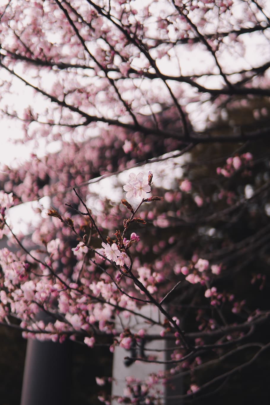 Sakura ağacı, bitki, çiçek, Kiraz çiçeği, iphone, doğa, türbe, pembe, duvar kağıdı, Japonya, hokkaido, taçyaprağı, şakayık, Flemenkçe, kenevir, Kiraz, Gıda, meyve, orkide, anter, çiçekli bitki, pembe renk, ağaç, kırılganlık, büyüme, tazelik, şube, Güvenlik açığı, bahar, doğada güzellik, gün, kapatmak, ön plana odaklanmak, insansız, düşük açılı görünüş, açık havada, Kiraz ağacı, Erik çiçeği, çiçek kafa, 5K