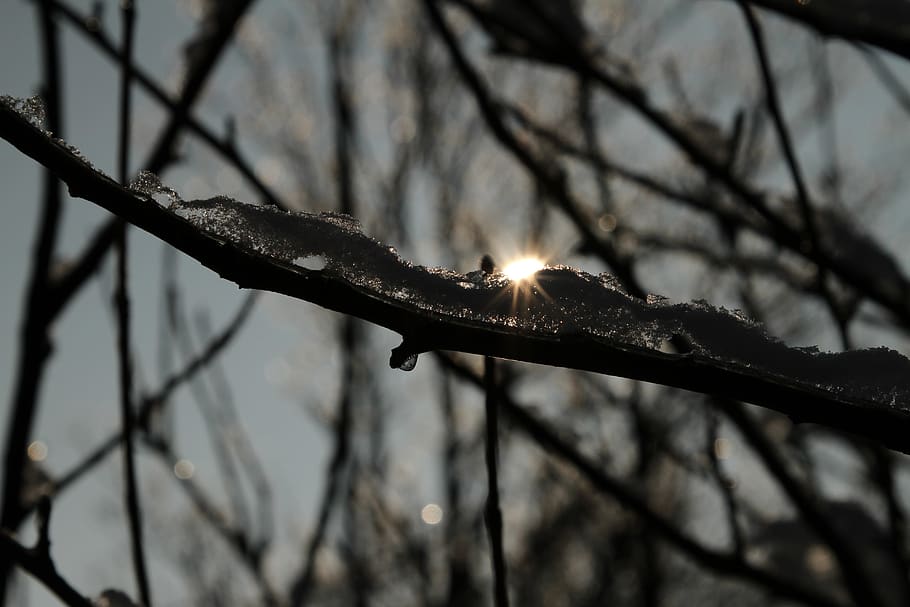 posta de sol, arbre màgic, gel, refracció, cristall, posta de sol petita, branca, cap gent, centrar-se en primer pla, planta, naturalesa, arbre, primer pla, llum solar, arbre nu, bellesa a la natura, a l'aire lliure, dia, temperatura de fred, hivern, vista d’angle baix, sol, tranquil·litat, enfocament selectiu, 5K