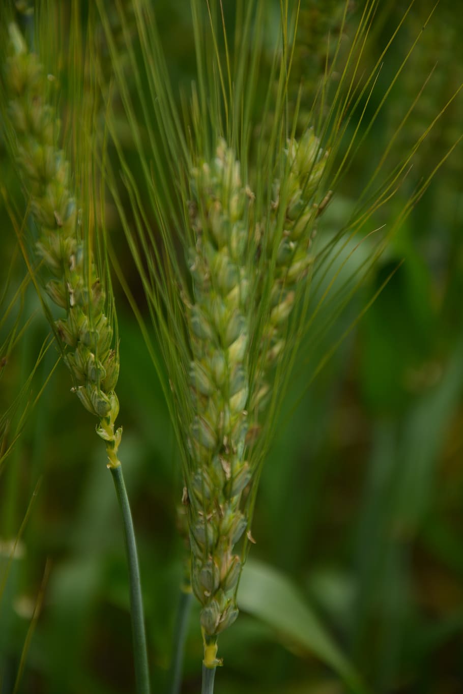 Weizen, hoffen, Wachstum, Pflanze, grüne Farbe, Nahansicht, Schönheit in der Natur, Natur, Fokus auf den Vordergrund, keine Leute, Tag, selektiver Fokus, draußen, Feld, Ruhe, Land, Ernte, Landwirtschaft, Frische, Verletzlichkeit, Zerbrechlichkeit, Getreidepflanze, 4K