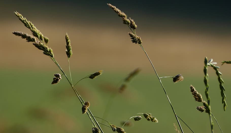 doğa, peyzaj, otlar, çayır, Güneş, ışık, bitki, büyüme, ön plana odaklanmak, kapatmak, doğada güzellik, insansız, gün, bitki sapı, çiçek, huzur, açık havada, çiçekli bitki, kırılganlık, Güneş ışığı, böcek, Güvenlik açığı, omurgasız, vahşi hayvanlar, ekin, solmuş bitki, 4K