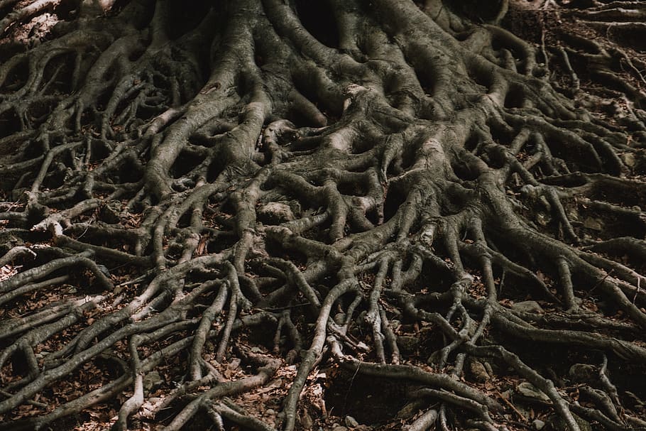 arrels marrons, planta, arrel, el gran faig, Itàlia, cison di valmarino, salvatge, muntanya, bosc, Macwallpaper, arbre, naturalesa, fons de pantalla, fusta, pastanaga, menjar, vegetals, produir, pastinaca, gladiols, flor, fons, marc complet, cap gent, terra, creixement, complexitat, part de la planta, dia, enredat, primer pla, bellesa a la natura, patró, a l'aire lliure, medi ambient, textura, 5K