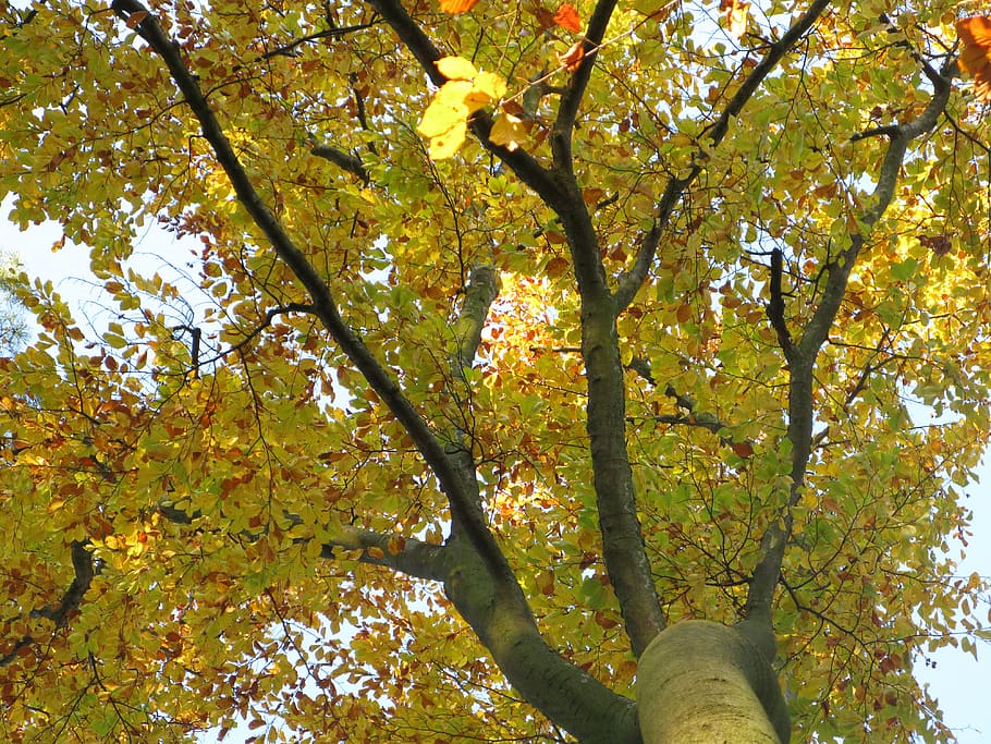 faig, bosc de faigs, fagus sylvatica, arbres de copa, rajos reflectits, arbres, planta, llum, groc, raigs, sol, brillant, branques, fulles caigudes, tardor, cel, bosc, colors, vista, naturalesa, branca, full, arbre caducifoli, arbre, bellesa a la natura, canvi, vista d’angle baix, creixement, part de la planta, dia, cap gent, tranquil·litat, a l'aire lliure, color taronja, tronc de l'arbre, tronc, copa de l'arbre, fulla d'auró, directament a sota, fulles, 4K