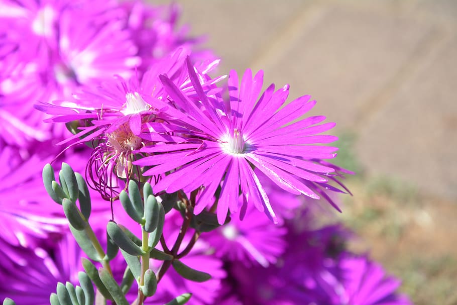 margherite, primavera, luce del sole, pianta fiorita, fiore, freschezza, pianta, fragilità, vulnerabilità, bellezza nella natura, petalo, testa di fiore, crescita, infiorescenza, avvicinamento, viola, natura, colore rosa, concentrarsi sulle conoscenze acquisite, nessuno, giorno, temi animali, messa a fuoco selettiva, all'aperto, polline, impollinazione, 5K