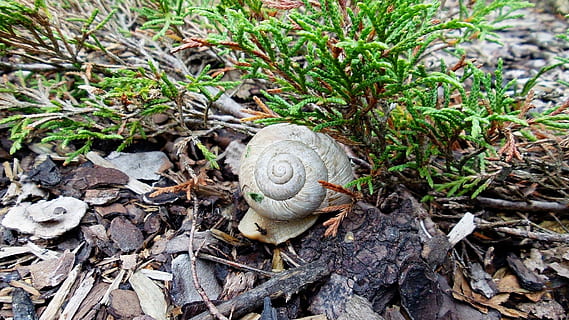 snegl shell, orm, natur, plante, mollusk, dyreliv, dyre temaer, dag, dyr, Mark, hvirvelløse, havsnegle, ingen mennesker, snegl, dyr i naturen, vækst, blad, jord, skal, høj vinkel visning, plante del, grøn farve, 1080P, CC0, offentligt domæne, royaltyfrie