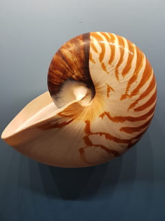 mollusco, evertebrat, esoscheletro, un, avvicinamento, girato in studio, cibo, nessuno, cibo e bevande, modello, in casa, conchiglia, singolo oggetto, natura morta, verdura, guscio di animale, modello naturale, freschezza, benessere, mangiare sano, ombra, sfondo grigio, bellezza nella natura, sfondo blu, 4K, CC0, dominio pubblico, privo di copyright