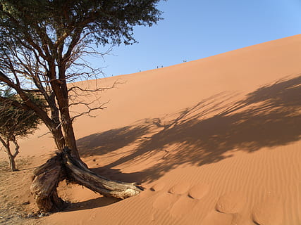 duna, namibia, desert, arbre, cel, escenics - natura, sorra, duna de sorra, terra, tranquil·litat, bellesa a la natura, paisatge, escena tranquil·la, naturalesa, clima, planta, medi ambient, clima àrid, llum solar, remot, escena no urbana, cap gent, a l'aire lliure, atmosfèric, 2K, CC0, domini públic, lliure de regalies