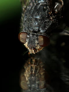 flyve, Insecta, våd, makro, afspejling, dyr, et dyr, dyre temaer, dyreliv, hvirvelløse, dyr i naturen, insekt, tæt på, dyrefløj, natur, dyr kropsdel, ingen mennesker, selektiv fokusering, flue, leddyr, zoologi, dag, udendørs, fokus på forgrunden, dyr øje, dyr hoved, 1080P, CC0, offentligt domæne, royaltyfrie