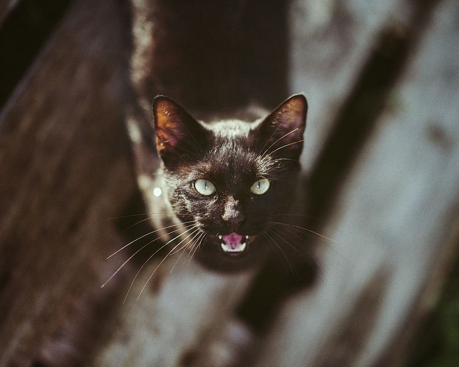 gat negre, animal, gat, gatet, mascota, mamífer, Eslovènia, gats, negre, felí, gato, katt, planta, abissini, manx, siamès, menjar, llavi, boca, animals domèstics, mascotes, temes d'animals, nacional, gat domèstic, retrat, mirant la càmera, un animal, part del cos dels animals, bigotis, emoció, vertebrats, boca oberta, cap gent, expressió facial, primer pla, cap d’animals, ull d’animals, 1080P