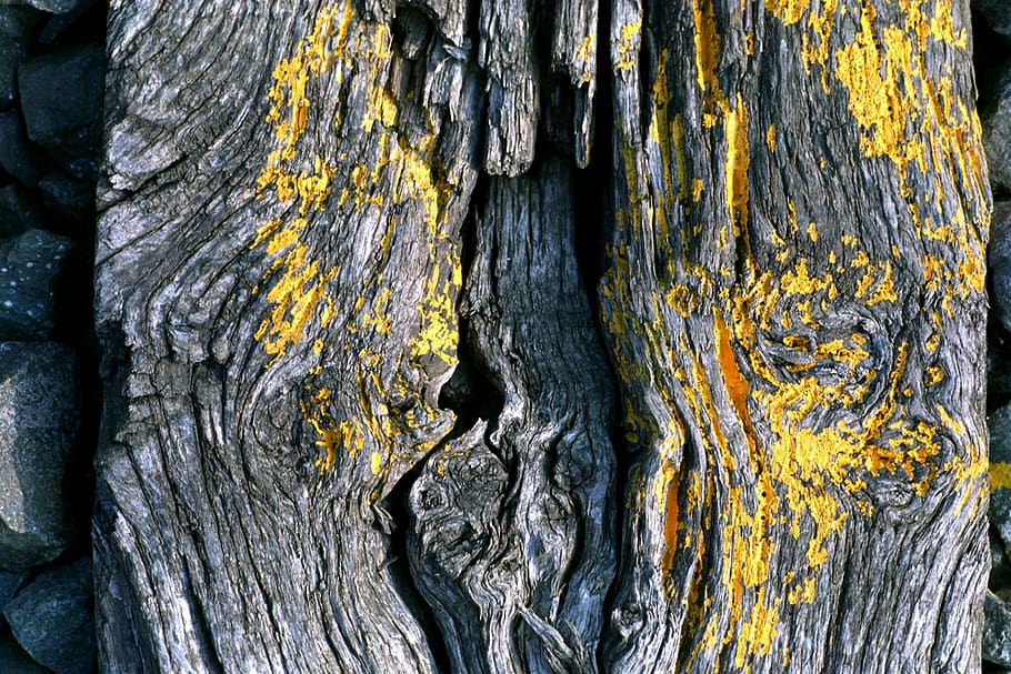 uartig, abstrakt, gul, tekstureret, bagagerum, træ, træstamme, ingen mennesker, plante, tæt på, baggrunde, mønster, dag, fuld ramme, ru, natur, træ - materiale, udendørs, naturligt mønster, plantebark, forvitret, skønhed i naturen, vækst, bark, lichen, tekstureret effekt, 1080P
