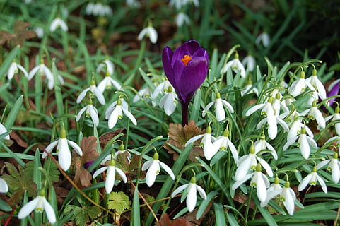 snowdrops, ดอกดิน, ฤดูใบไม้ผลิ, ปลูก, ดอกไม้, ไม้ดอก, การเจริญเติบโต, กลีบดอกไม้, ความสด, ความงามในธรรมชาติ, ความอ่อนแอ, ความบอบบาง, ใกล้ชิด, สีม่วง, ธรรมชาติ, หัวดอกไม้, ช่อดอก, ไม่มีคน, สนาม, สีเขียว, ที่ดิน, วัน, ส่วนของพืช, ม่านตา, 2K, CC0, โดเมนสาธารณะ, ค่าลิขสิทธิ์ฟรี