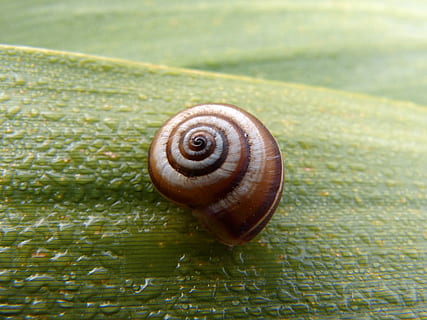 snegl, blad, fugtighed, dyreliv, dyr, dyre temaer, skal, mollusk, dyreskal, hvirvelløse, havsnegle, spiralformet, et dyr, dyr i naturen, tæt på, ingen mennesker, dag, skønhed i naturen, naturligt mønster, natur, fokus på forgrunden, kedsomhed, udendørs, kravle, 4K, CC0, offentligt domæne, royaltyfrie