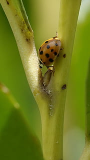 insect, nature, ladybug, leaf, invertebrate, one animal, animals in the wild, animal themes, animal wildlife, animal, close-up, spotted, beetle, plant, no people, day, green color, plant part, focus on foreground, outdoors, 5K, CC0, public domain, royalty free