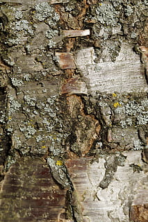 escorça, escorça d'arbre, cirera, cirerer, arbre, primer pla, estructura, fons, textura, rau, desigual, gra, esquerdat, naturalesa, marc complet, resistent, tronc de l'arbre, aspre, cap gent, paret, vell, tronc, funció de construcció de parets, arquitectura, estructura construïda, dia, patró, a l'aire lliure, escorça de la planta, planta, deteriorament, maó, paret de pedra, arruïnat, 5K, CC0, domini públic, lliure de regalies