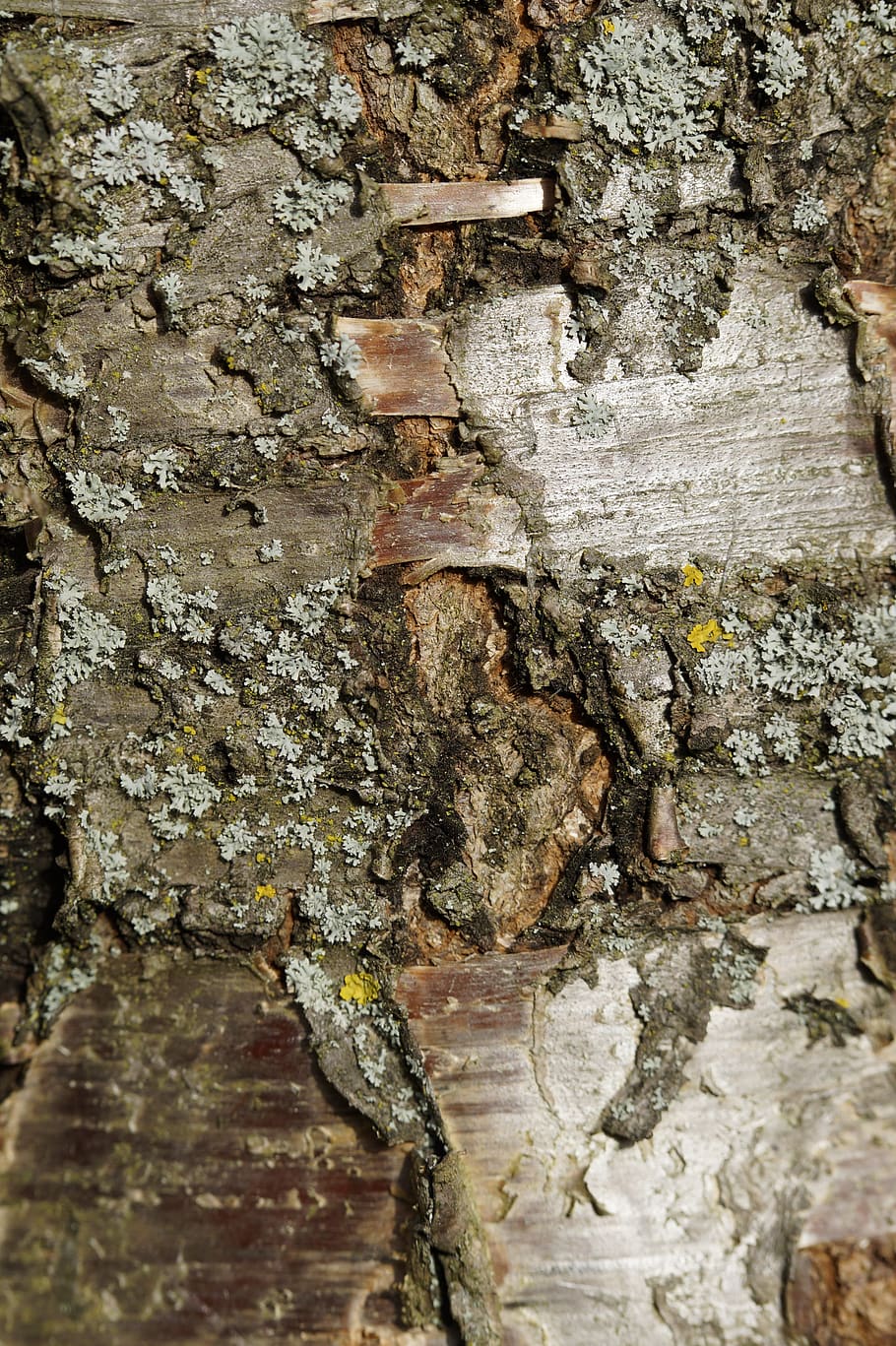 escorça, escorça d'arbre, cirera, cirerer, arbre, primer pla, estructura, fons, textura, rau, desigual, gra, esquerdat, naturalesa, marc complet, resistent, tronc de l'arbre, aspre, cap gent, paret, vell, tronc, funció de construcció de parets, arquitectura, estructura construïda, dia, patró, a l'aire lliure, escorça de la planta, planta, deteriorament, maó, paret de pedra, arruïnat, 5K