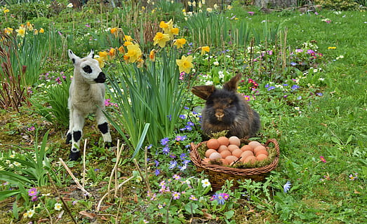 králičí, velikonoční, velikonoční zajíček, Pesach, savec, kvetoucí rostlina, zvířat, květ, rostlina, zvíře, jednoho zvířete, obratlovců, domácí mazlíčci, Příroda, domácí zvířata, tráva, domácí, nikdo, svěžest, košík, jídlo, den, růst, pole, 5K, CC0, veřejná doména, bez autorských práv