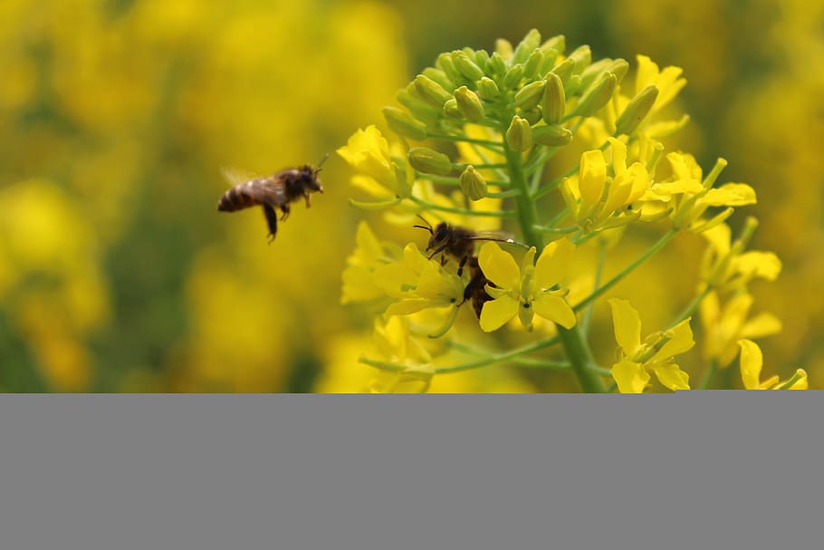 primavera, pianta, stupro, ape, fiore, pianta fiorita, temi animali, un animale, animale, fauna selvatica, bellezza nella natura, animali allo stato selvatico, crescita, fragilità, freschezza, insetto, vulnerabilità, invertebrato, volante, petalo, giallo, avvicinamento, testa di fiore, nessuno, impollinazione, 2K