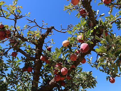 Baum, Obst, Ast, Apfel, Blatt, Apfelbaum, gesundes Essen, Pflanze, Wachstum, Lebensmittel, Essen und Trinken, Frische, Obstbaum, Wohlbefinden, Himmel, Natur, Flachwinkelansicht, Landwirtschaft, Tag, Pflanzenteil, Apfel - Frucht, keine Leute, draußen, reif, organisch, 4K, CC0, gemeinfrei, lizenzfrei